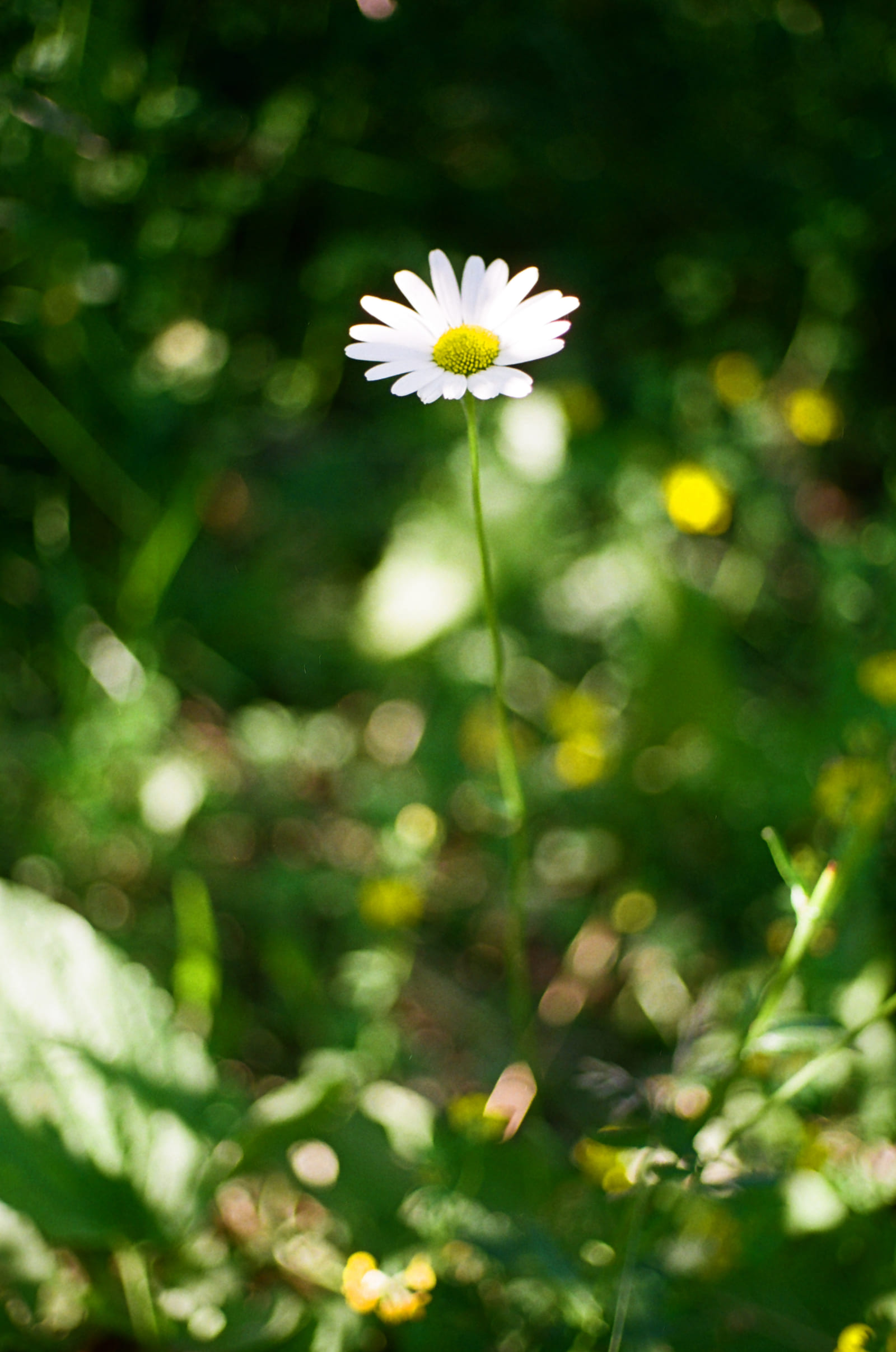 Untitled 35mm photograph by Christian Kostyniuk, frame 5