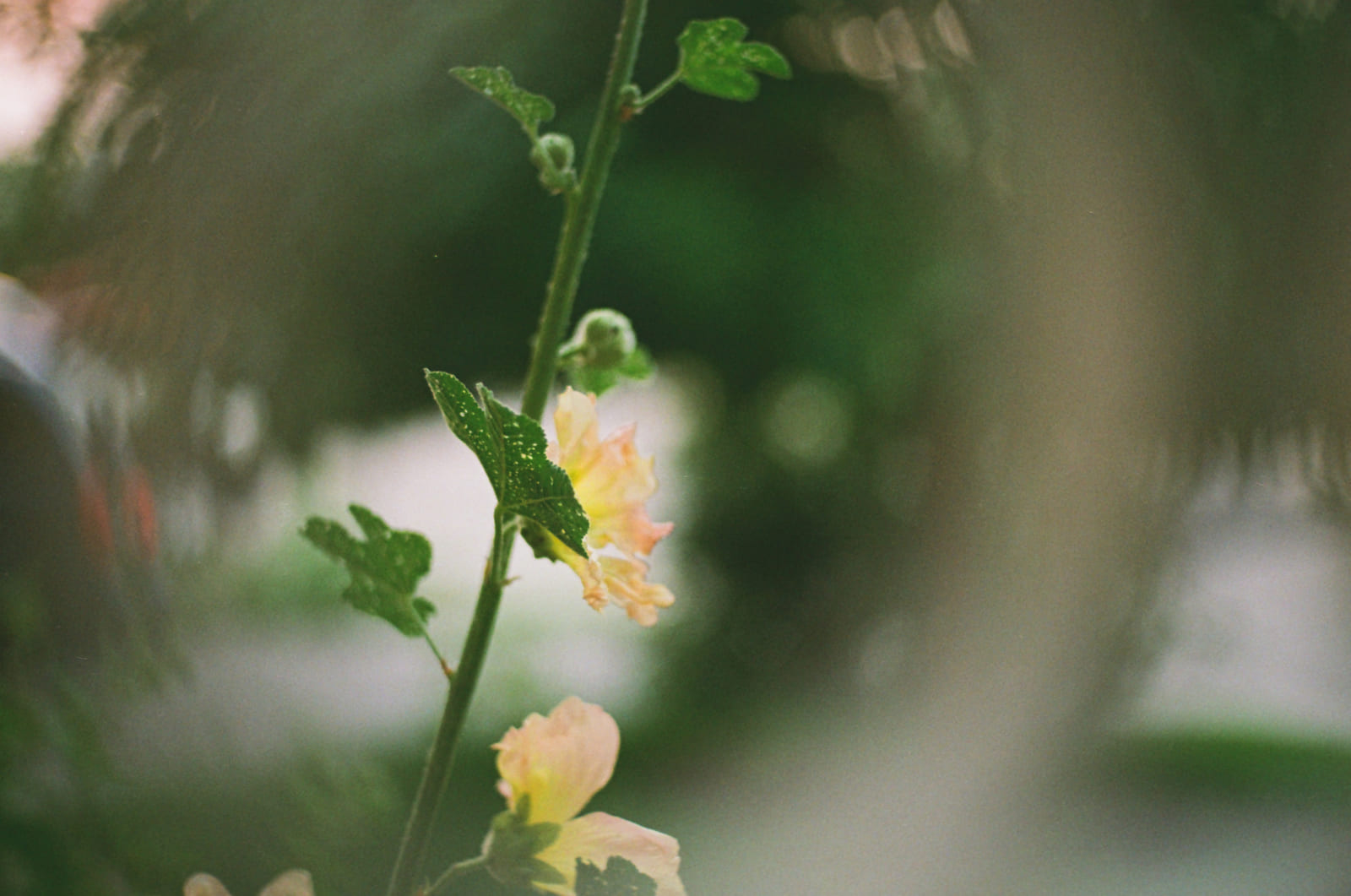 Untitled 35mm photograph by Christian Kostyniuk, frame 14